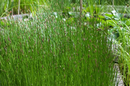 Common Soft Rush Juncus effusus est une plante herbacée vivace de la famille des Juncaceae.Gros plan sur les tiges florifères des joncs du genre Juncus.