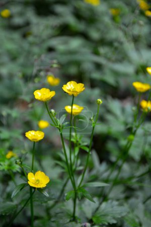 yellow blooming Ranunculus acris on a summer day in a meadow . Wild flowers. floral wallpaper.