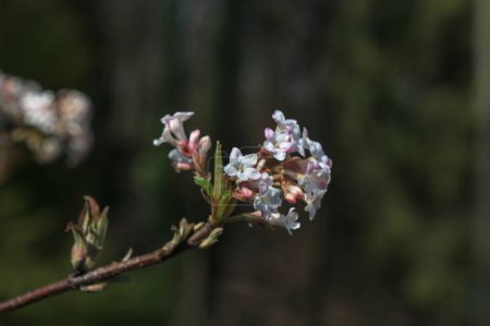 Racimo de flores rosadas a principios de primavera. Floraciones fragantes de Viburnum x bodnantense. Hermoso arbusto con flores en el jardín ornamental.