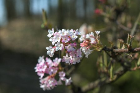 Close-up cluster of pink flowers in early spring. Viburnum x bodnantense fragrant blooms. Beautiful flowering shrub in ornamental garden.