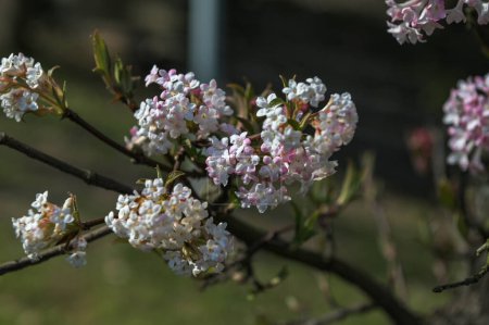 Racimo de flores rosadas a principios de primavera. Floraciones fragantes de Viburnum x bodnantense. Hermoso arbusto con flores en el jardín ornamental.