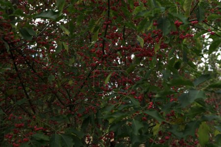 Europäische Spindel oder Gemeine Spindel (Euonymus europaeus) außerhalb der Blütezeit rot und rosa mit offenen Blütenblättern, die Samen sind auf einem natürlichen grünen Hintergrund sichtbar