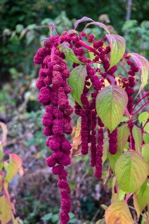 Amaranthus caudatus Pony Tails flowers, close up. Decorative unusual red purple plants in garden. Long tassels of crimson flowers which hang down