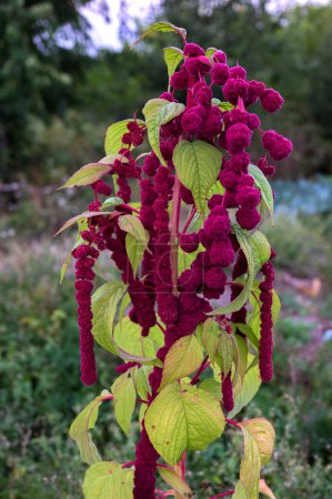 Amaranthus caudatus Pony Tails flowers, close up. Decorative unusual red purple plants in garden. Long tassels of crimson flowers which hang down