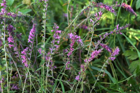 Red bartsia (Odontites vernus) in flower. A parasitic plant in the family Scrophulariaceae, showing pink flowers.The pink flowers grow on the opposite side of the bracts.