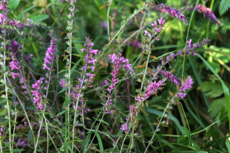Red bartsia (Odontites vernus) in flower. A parasitic plant in the family Scrophulariaceae, showing pink flowers.The pink flowers grow on the opposite side of the bracts.