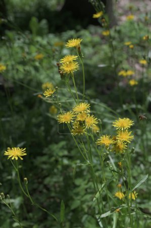 yellow flowering rough hawksbeard in a meadow, selective focus on a green bokeh background - Crepis biennis