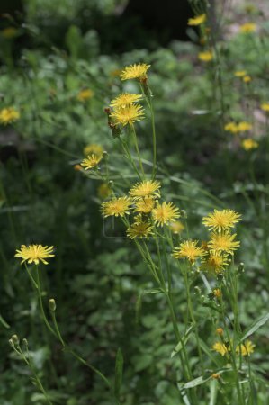 barba de halcón áspera de floración amarilla en un prado, enfoque selectivo en un fondo bokeh verde - Crepis biennis