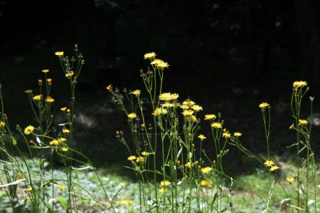 barba de halcón áspera de floración amarilla en un prado, enfoque selectivo en un fondo bokeh verde - Crepis biennis