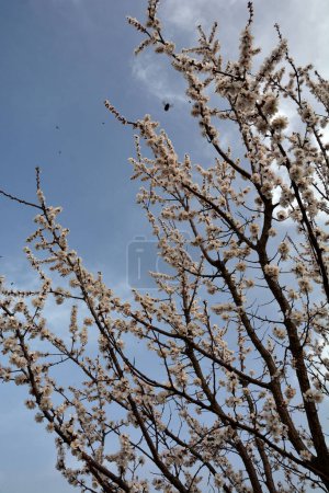 The most commonly cultivated apricot species - Prunus armeniaca.Pink purple spring flowers. Prunus armeniaca flowers with five white to pinkish petals.