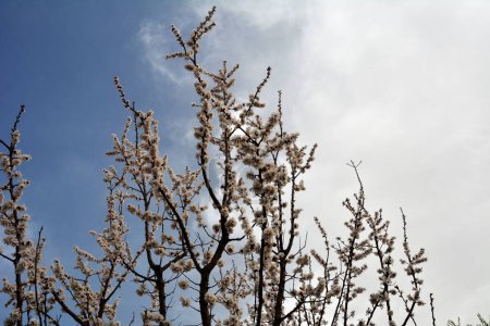 Die am häufigsten angebaute Aprikosenart - Prunus armeniaca.Rosa lila Frühlingsblumen. Prunus armeniaca Blüten mit fünf weißen bis rosafarbenen Blütenblättern.