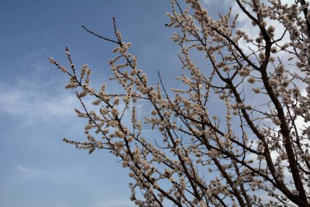 L'espèce d'abricot la plus cultivée - Prunus armeniaca.Fleurs printanières pourpres roses. Prunus armeniaca fleurs à cinq pétales blancs à rosâtres.