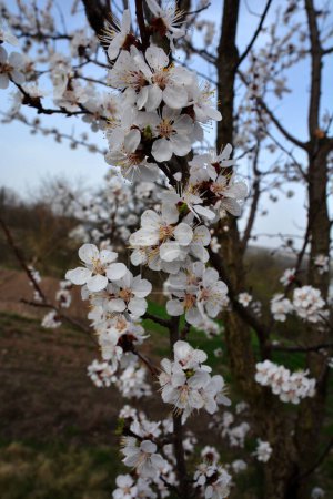 La especie de albaricoque más comúnmente cultivada - Prunus armeniaca.Flores de primavera de color púrpura rosado. Prunus armeniaca flores con cinco pétalos blancos a rosados.