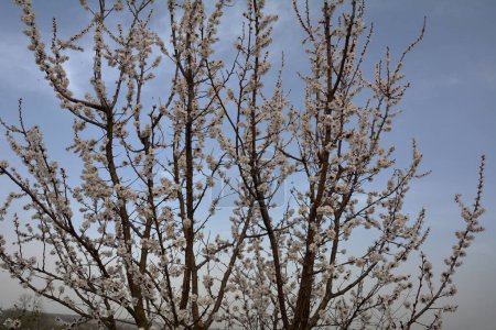 La especie de albaricoque más comúnmente cultivada - Prunus armeniaca.Flores de primavera de color púrpura rosado. Prunus armeniaca flores con cinco pétalos blancos a rosados.
