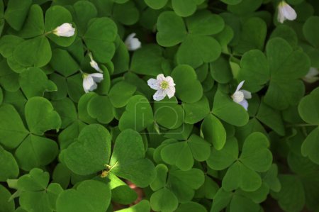 blooming white Shamrock oxalis acetosella flowers on a background of a tree and green leaves close-up in a spring forest