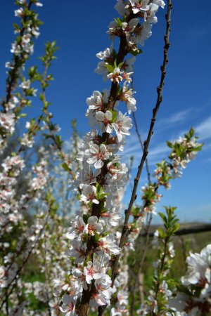 Fleurs de printemps blanches parfumées de cerise nacrée. Buisson fleuri luxuriant.Petits buissons de Prunus tomentosa recouverts de fleurs.
