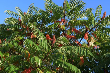 Grüne Blätter und rote Blütenstände der Samen von Hirschsumach (oder flauschigem Sumach oder Essigbaum). Lateinischer Name ist Rhus typhina