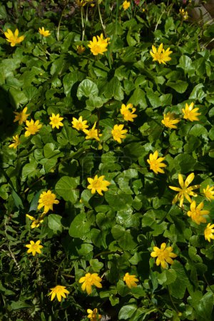 Ficaria verna, lesser celandine, pilewort or ranunculus ficaria yellow spring flowers close up. Spring background of flowers.