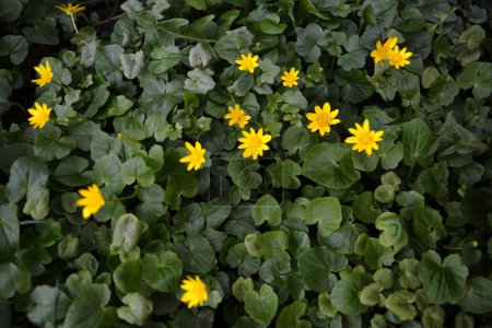 Ficaria verna, petite chélandine, pilewort ou ranunculus ficaria fleurs jaunes printanières rapprochées. Fond printanier des fleurs.