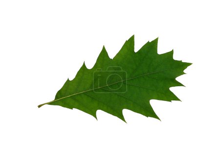 leaves and acorns of canadian northern oak on a white background