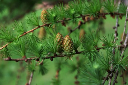 Larch tree fresh pink cones blossom at spring on nature background. Branches with young needles European larch Larix decidua with pink flowers.