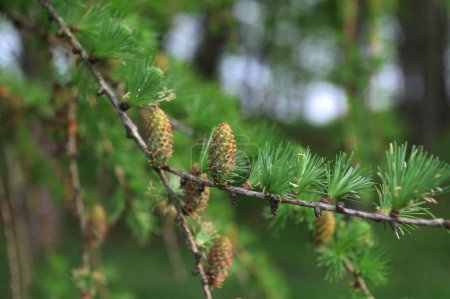Larch tree fresh pink cones blossom at spring on nature background. Branches with young needles European larch Larix decidua with pink flowers.