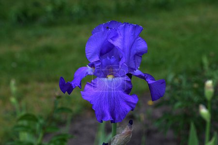 Grupo de iris siberianos florecientes (iris sibirica) en el jardín.La flor del iris siberiano crece en un jardín de verano.