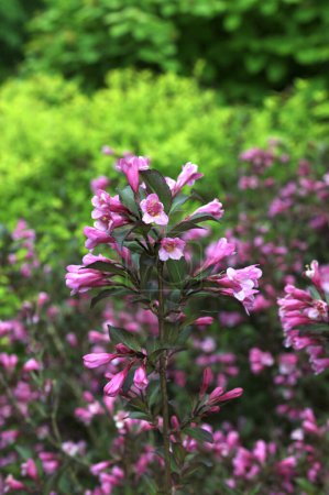 Weigela florida. Cultivar con flores de color rosa y hojas de color púrpura oscuro. Weigela florida es un arbusto de hoja caduca que crece en el parque.