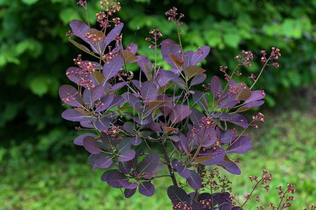 Die dunkelroten Blätter von Cotinus coggygria Royal Purple, vor einem grünen Garten und blauem Himmel. Naturkonzept für Gestaltung.