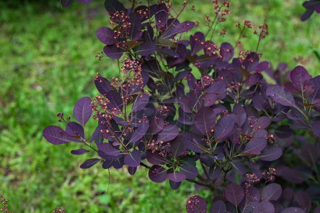 Las hojas de color rojo oscuro de Cotinus coggygria Royal Purple, contra un jardín verde y el cielo azul. Concepto de naturaleza para el diseño.