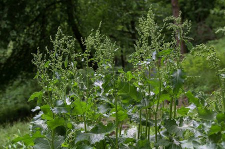 Téléchargez les photos : Cheval d'oseille (lat. Rumex confertus) - plante herbacée vivace ; espèce d'oseille du genre Polygonaceae - en image libre de droit