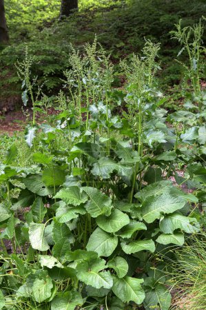 Téléchargez les photos : Cheval d'oseille (lat. Rumex confertus) - plante herbacée vivace ; espèce d'oseille du genre Polygonaceae - en image libre de droit