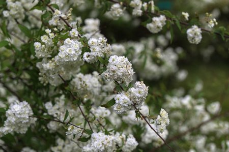 Weiße Blüte von Spiraea cantoniensis im Garten. Strauch mit weißen Doppelblüten. Weiße Blüte von Spiraea cantoniensis Strauch.