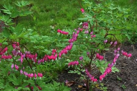 Bleeding Heart Pink Flowers (Dicentra spectabilis or Lamprocapnos spectabilis). Amazing pink spring flowers, floral background.