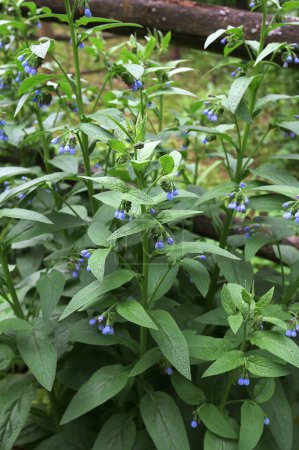 Blauer Beinwell (Symphytum caucasicum) mit schönen blauen Blüten auf grünen Blättern im Frühlingsgarten. Nahaufnahme des blühenden Symphytums, auch als Beinwell oder Kaukasischer Beinwell bekannt.
