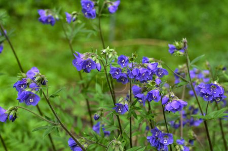 Hermoso paisaje floral azul. Macro plano de grupo de flores con pétalos celeste-violeta de esparcir la escalera de Jacob (Polemonium reptans) en la primavera