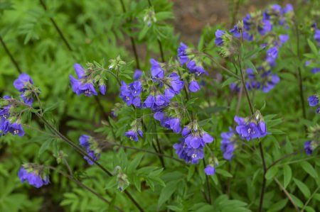 Schöne blau-blumige Landschaft. Makroaufnahme einer Blütengruppe mit hellblau-violetten Blütenblättern der Jakobsleiter (Polemonium reptans) im Frühling