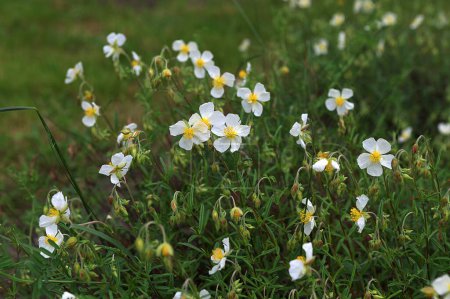 Picture of blossoming flowers called helianthemum apenninum (White Rock-Rose) with selective focus