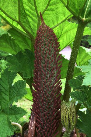 big leaves of Gunnera manicata plant.Close-up image of the Gunnera manicata giant rhubarb plant in the spring with new leaves opening