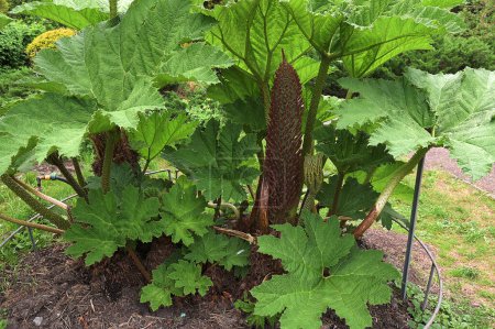 Photo for Big leaves of Gunnera manicata plant.Close-up image of the Gunnera manicata giant rhubarb plant in the spring with new leaves opening - Royalty Free Image