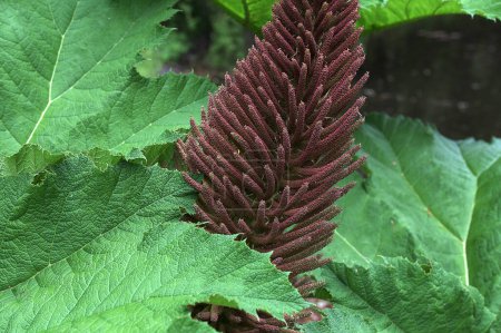 big leaves of Gunnera manicata plant.Close-up image of the Gunnera manicata giant rhubarb plant in the spring with new leaves opening