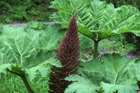 Photo for Big leaves of Gunnera manicata plant.Close-up image of the Gunnera manicata giant rhubarb plant in the spring with new leaves opening - Royalty Free Image