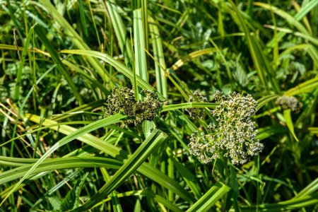 Waldkeule (Scirpus sylvaticus) Laub auf einer feuchten Wiese im Juli. Scirpus sylvaticus ist eine Blühpflanze aus der Familie der Cyperaceae.