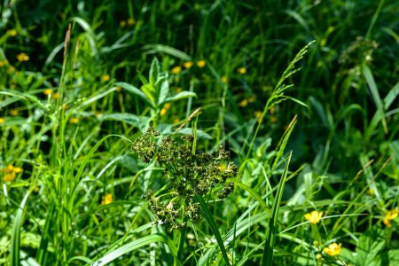 Waldkeule (Scirpus sylvaticus) Laub auf einer feuchten Wiese im Juli. Scirpus sylvaticus ist eine Blühpflanze aus der Familie der Cyperaceae.