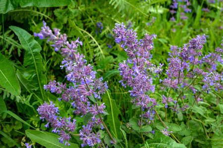 Nepeta racemosa, the raceme catnip, syn. N. mussiniii, is a species of flowering plant in the family Lamiaceae. Nepeta transcaucasica