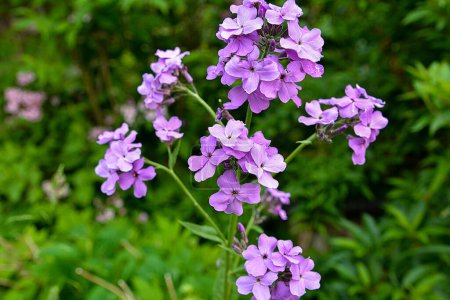 Hesperis matronalis oder Sommerviolett, eine krautige Staude oder Zweijährige aus der Familie der Brassicaceae. Großaufnahme an der lila Goldblume Hesperis matronalis.