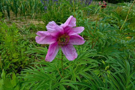Heilpflanze Marinwurzel oder Pfingstrose (lat. Paeonia anomala) .Anomale Pfingstrose blüht in einem Blumenbeet Anfang Juni. Beliebt in der Volksmedizin, starke Heilpflanze.