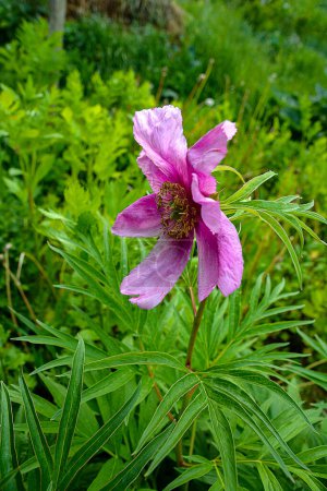 Medicinal plant Marin root or peony (lat. Paeonia anomala ).Anomalous Peony blooms in a flower bed in early June.Popular in folk medicine, powerful medicinal plant.