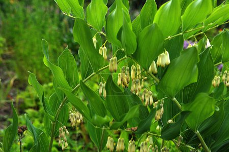 Polygonatum multiflorum, the Solomon's seal, David's harp, ladder-to-heaven or Eurasian Solomon's seal, is a species of flowering plant in the family Asparagaceae.