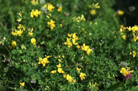 Flor silvestre amarilla también llamada Pájaro-pie Trefoil en el prado. Planta de loto corniculatus en flor en un día soleado